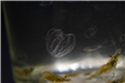 04-Comb Jellies