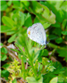 The Eastern Tailed Blue Butterfly