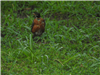 American Robin