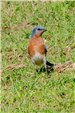 Eastern Bluebird