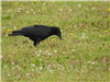 American Crow