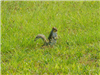 Eastern Grey Squirrel