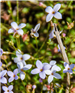 Common Bluets