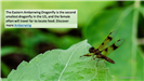 Eastern Amberwing Dragonfly