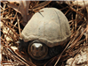 Mud Turtle