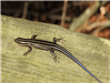Five-lined Skink