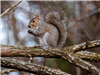 Eastern Grey Squirrel