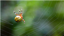 Marbled Orb Weaver