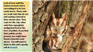 Eastern Screech Owl