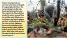 Eastern Gray Squirrel