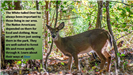 White-tailed Deer