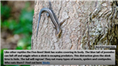 Five-lined Skink