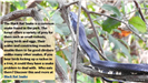 Black Rat Snake