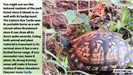 Eastern Box Turtle