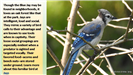 Blue Jay