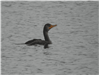 Double-crested Cormorants