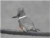 Belted Kingfisher