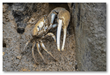 Male Red-jointed Fiddler Crab
