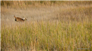 White-tailed Deer
