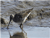 Greater Yellowlegs in Water