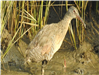 Clapper Rail
