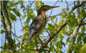 Juvenile Green Heron