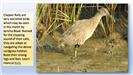 Clapper Rails