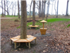 Tree Benches