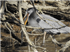 18-Heron with Fish