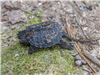 22-Snapping Turtle