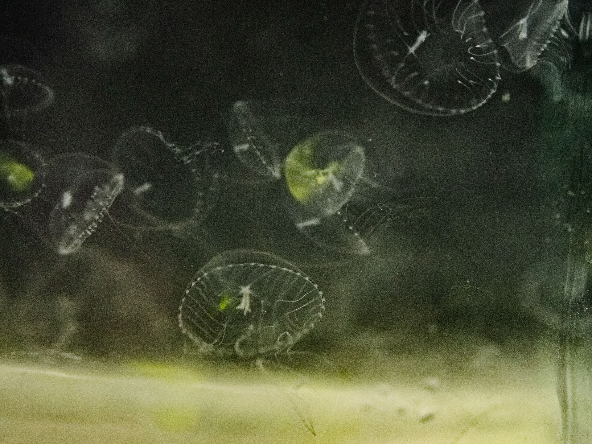 02-Atlantic Sea Nettle