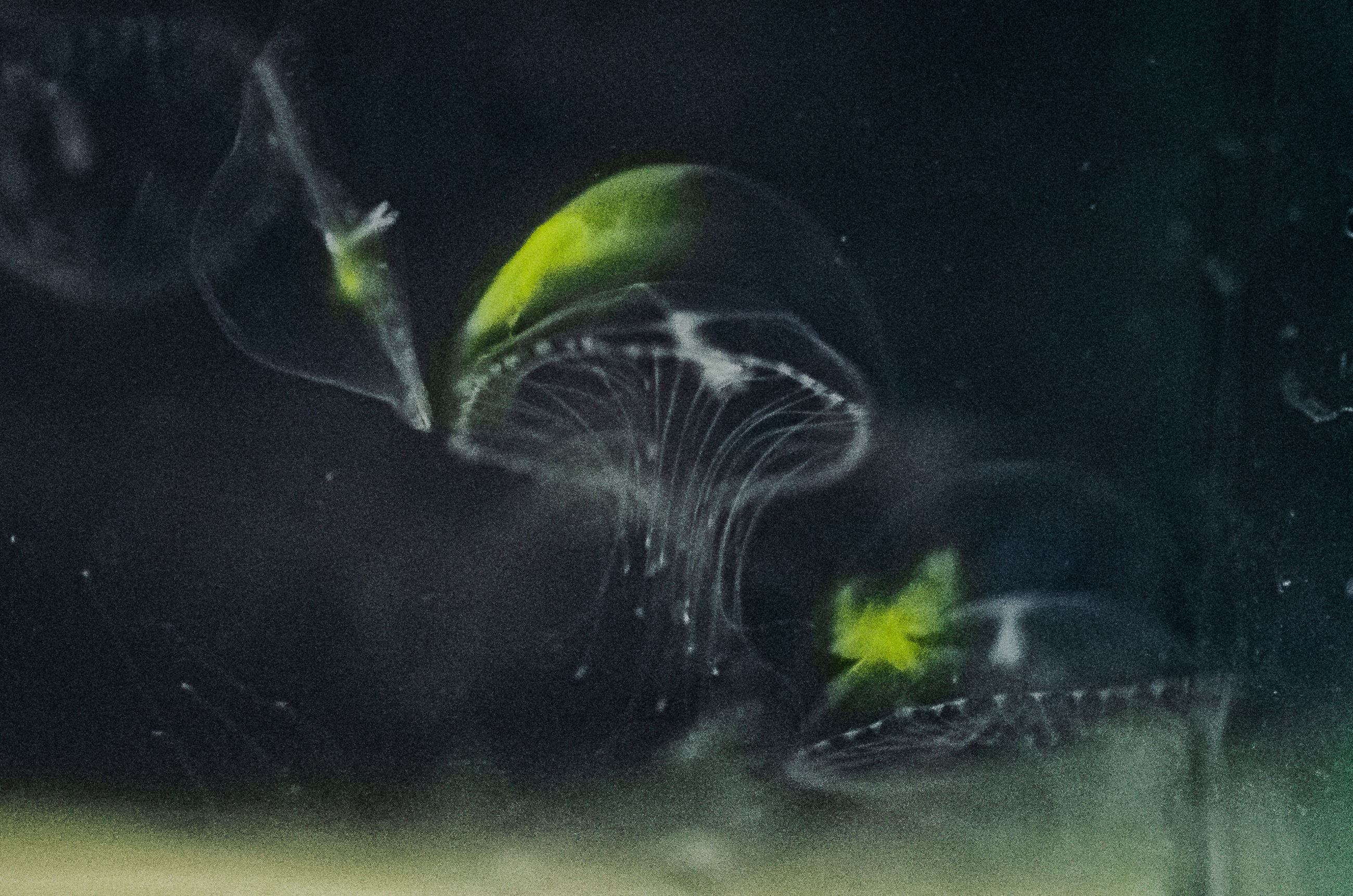 03-Sea Nettles Coloration