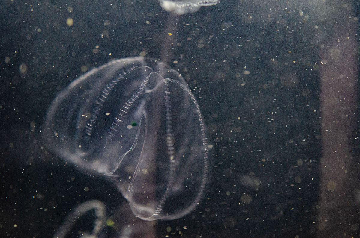05-Comb Jelly