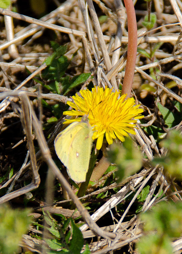 Cloudless Sulfur Butterfly