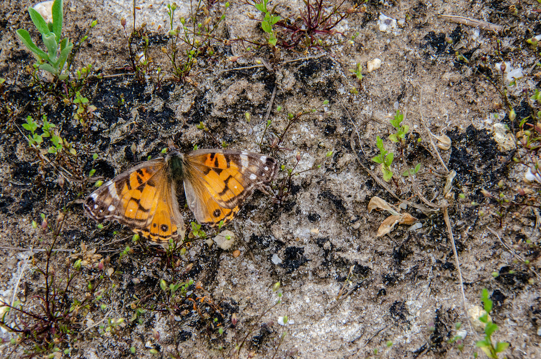 A Painted Lady Butterfly
