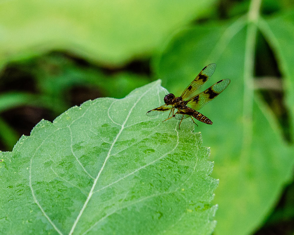 Eastern Amberwing Dragonfly