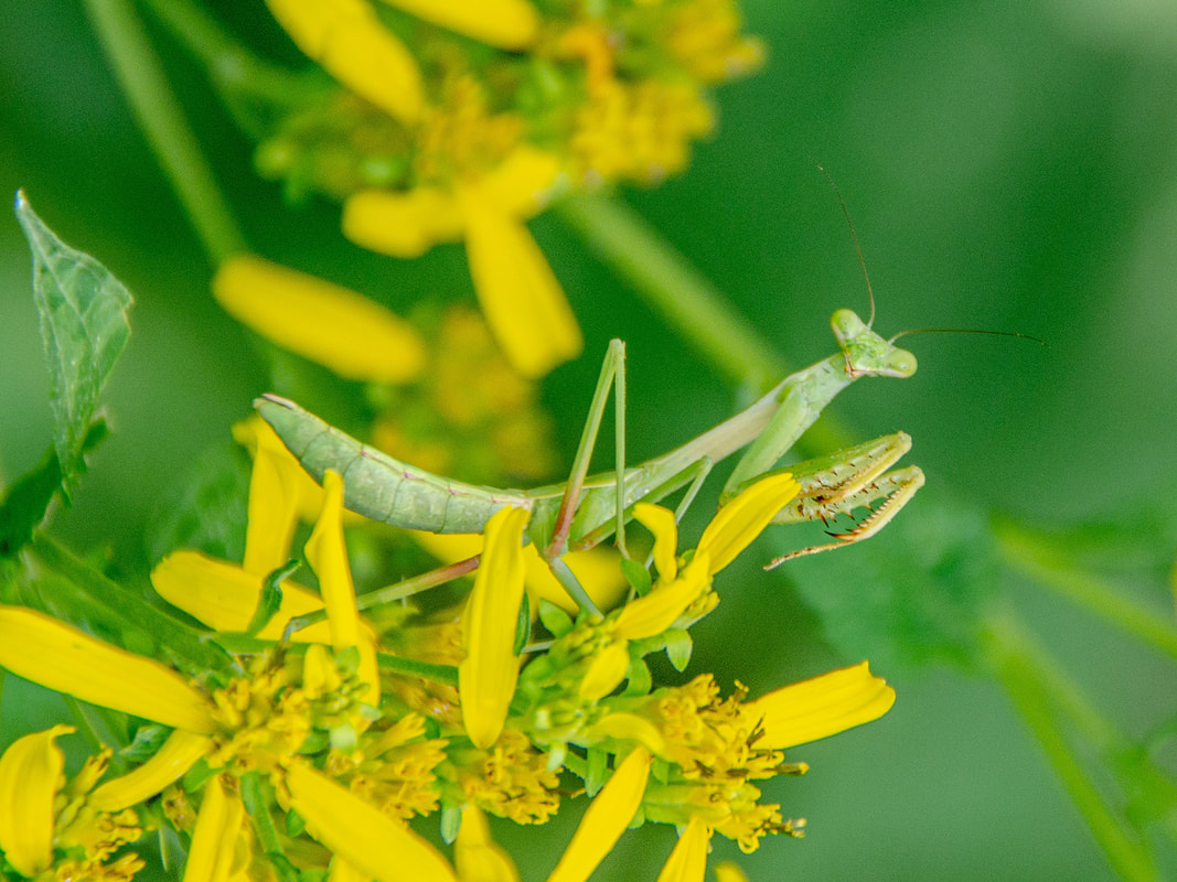 Praying Mantis