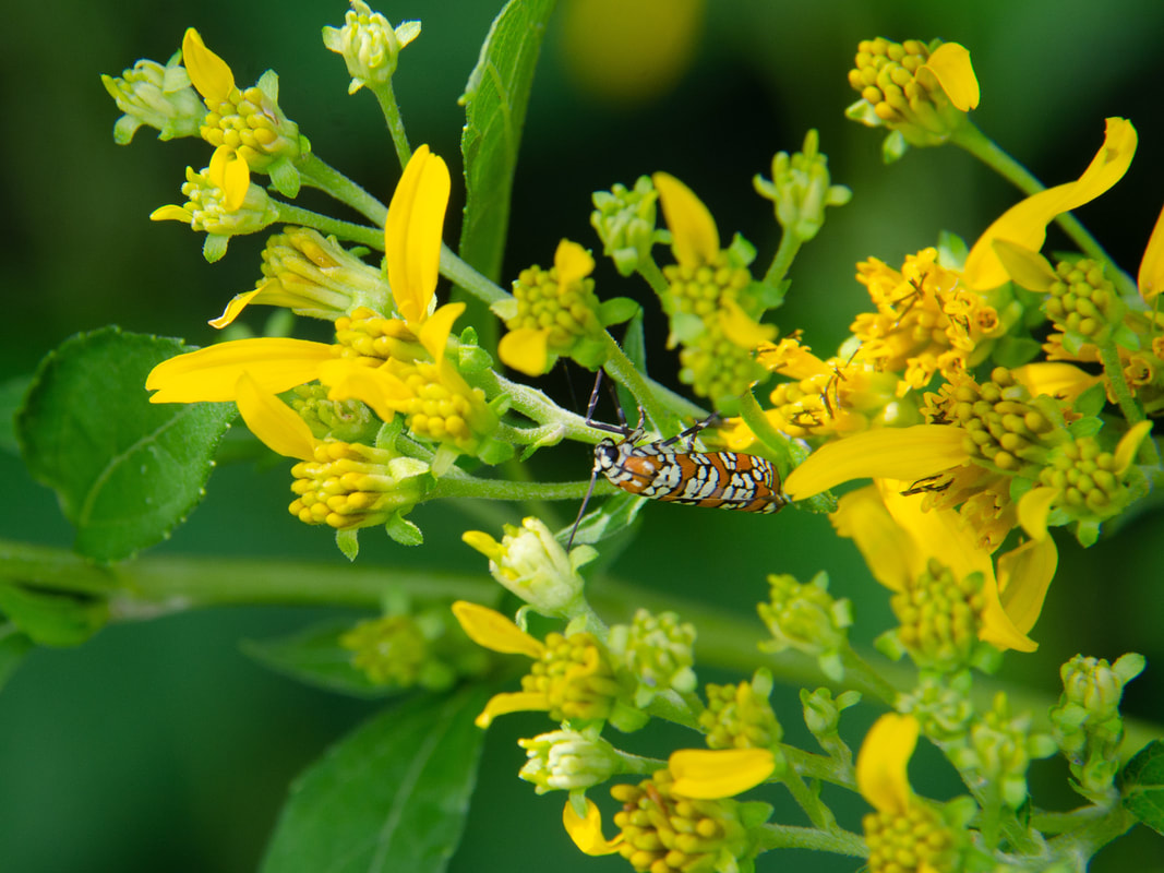 Ailanthus Webworm Moth