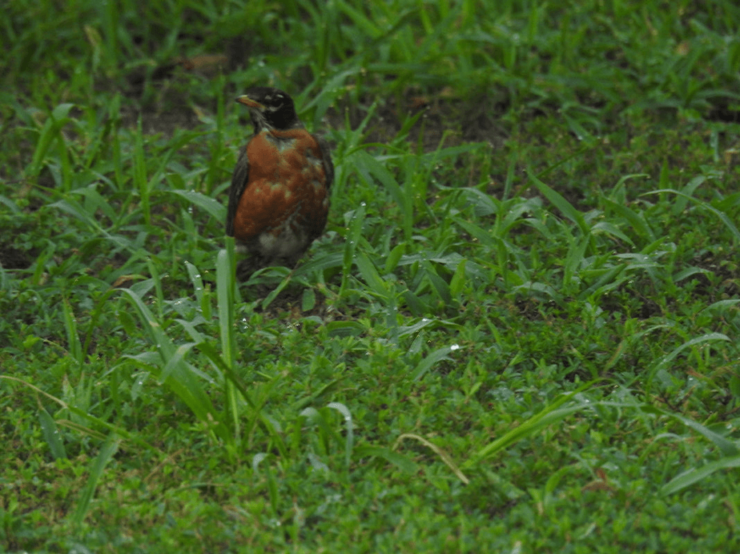American Robin