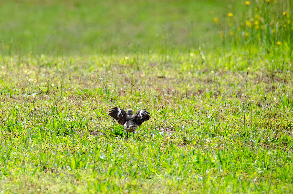 Northern Mockingbird