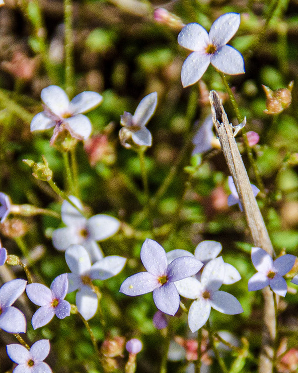 Common Bluets