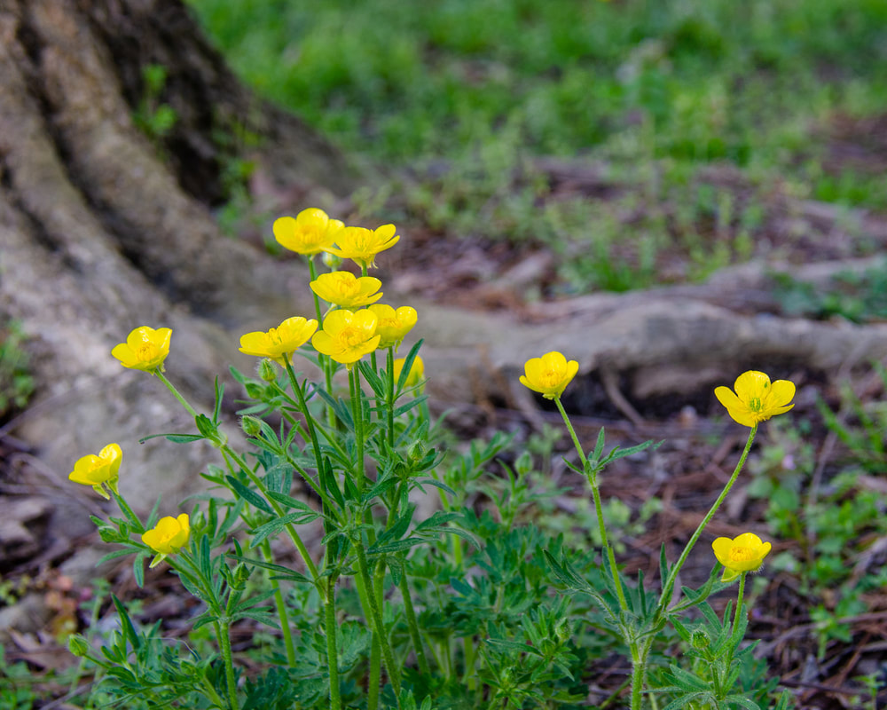 Bulbous Buttercups
