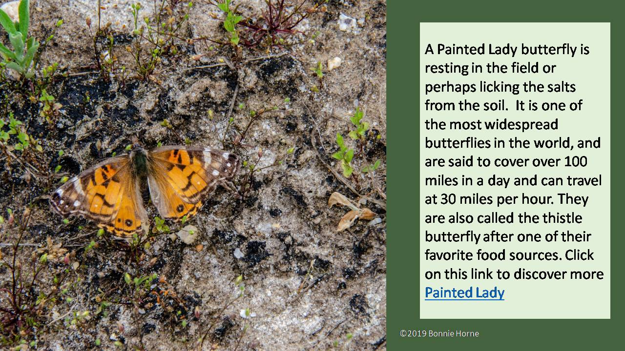 A Painted Lady Butterfly