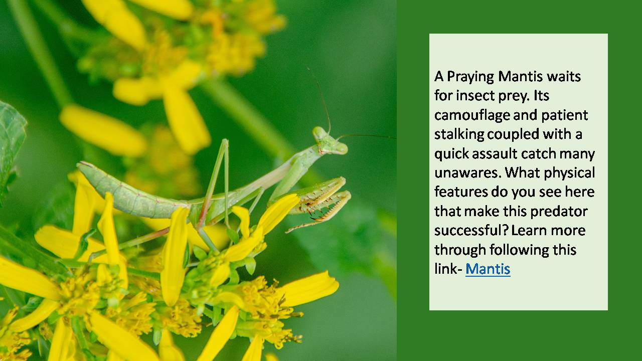 Praying Mantis