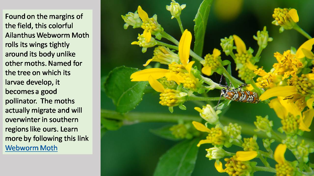 Ailanthus Webworm Moth