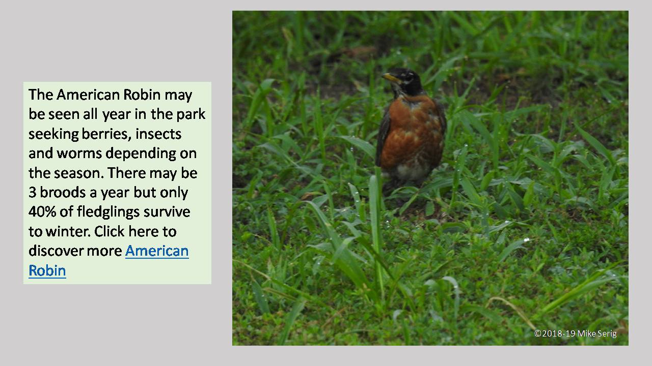 American Robin
