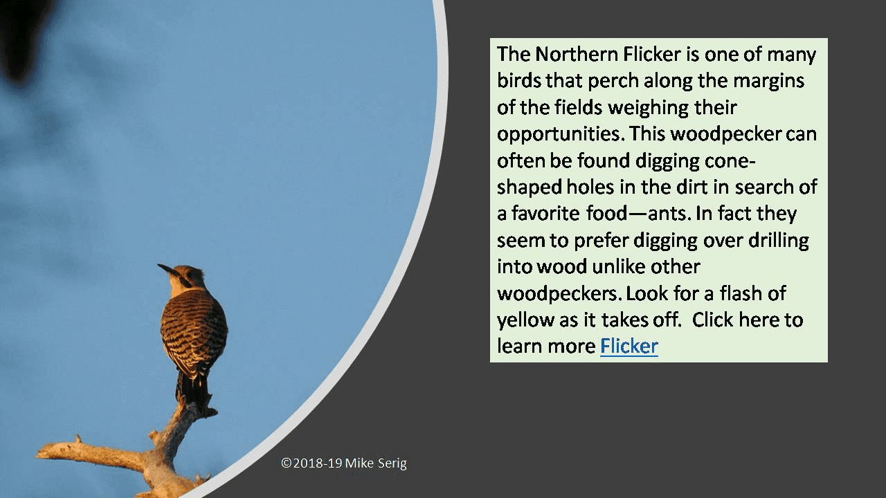 Northern Flicker