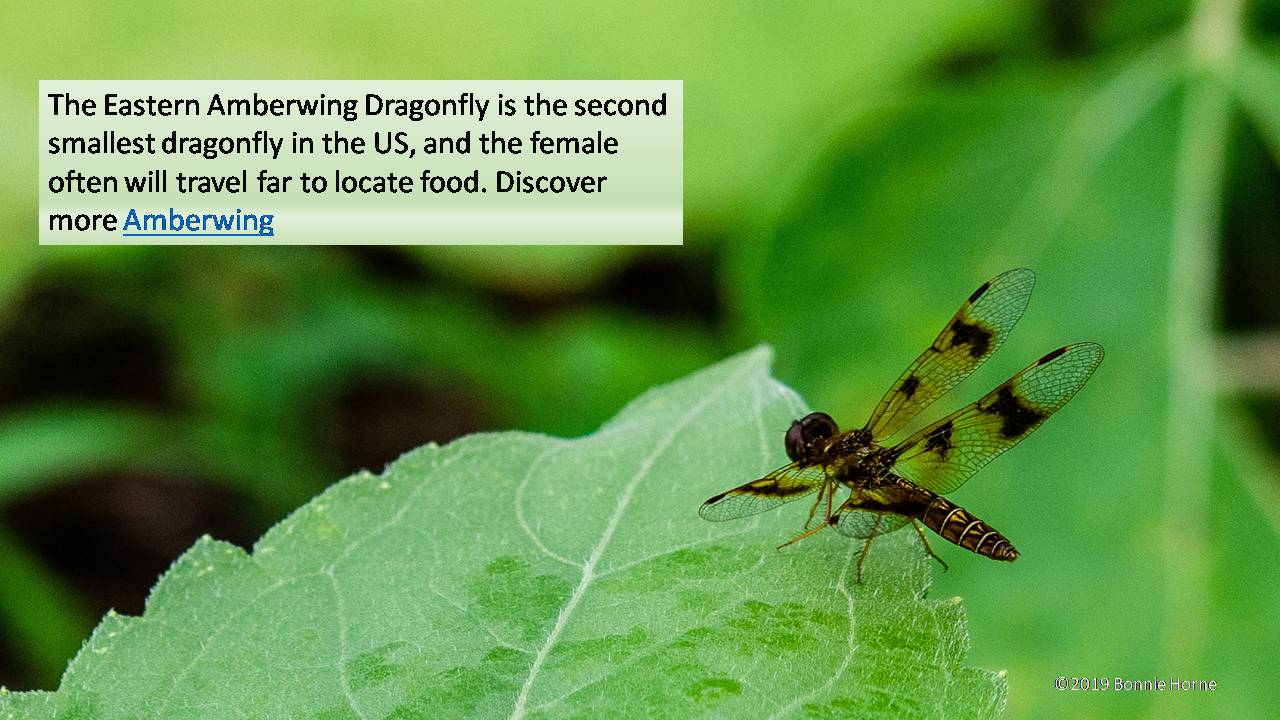 Eastern Amberwing Dragonfly