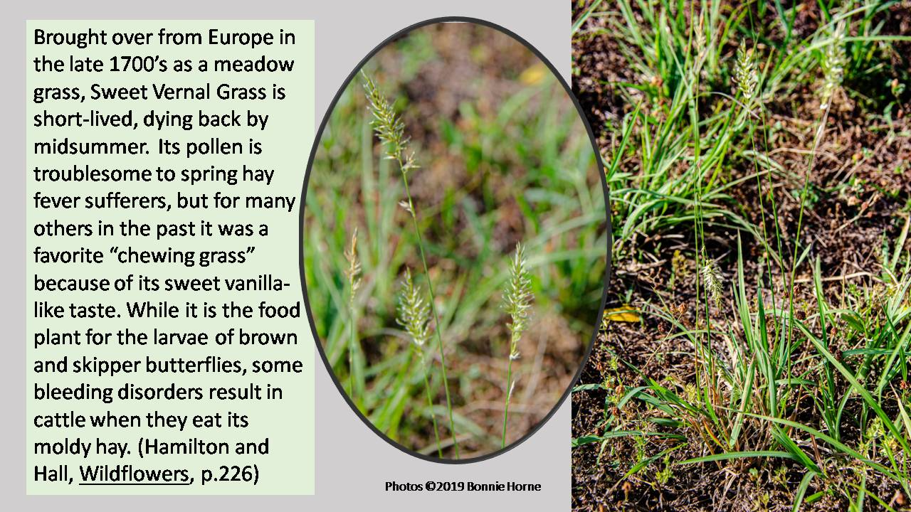 Sweet Vernal Grass