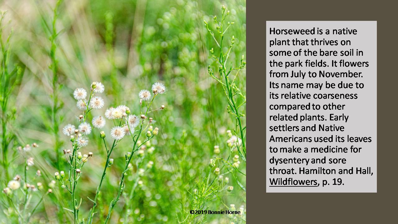 Horseweed